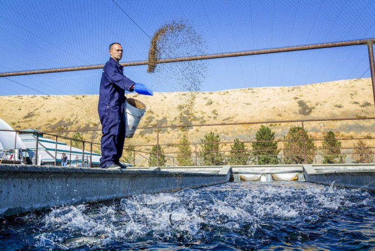 Start up works with Hendrix Genetics to improve feed conversion rate in trout