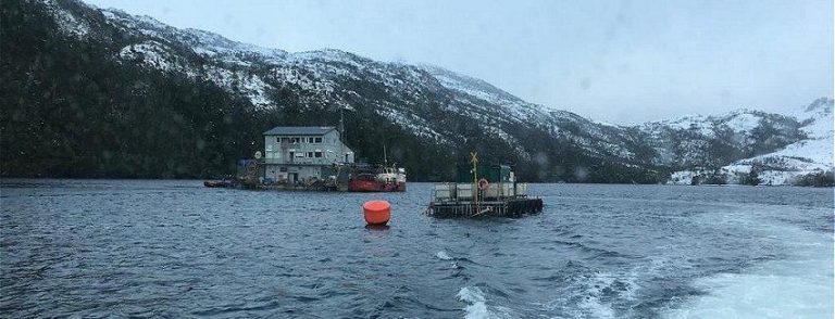 Salmon farmer workers investigated over subsidy fraud