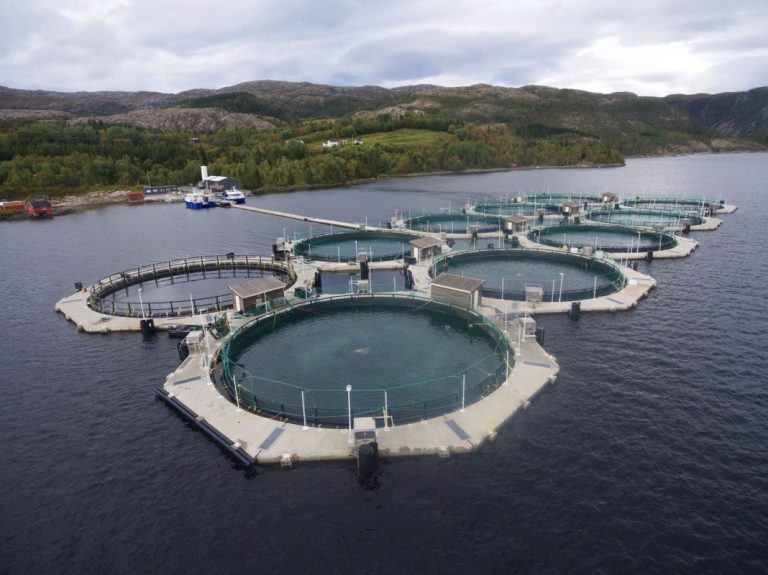 Akvafuture makes a profit out of closed cage salmon production for first time