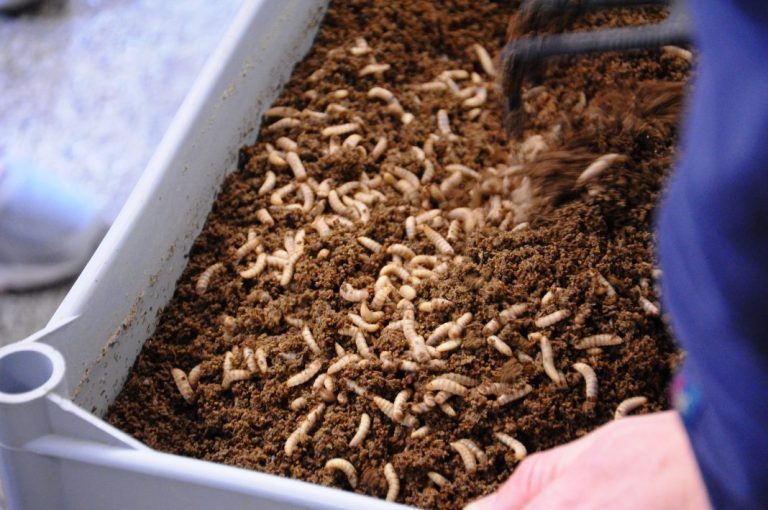 Enorm Biofactory to invest €33.4 million in Denmark’s first commercial insect farm