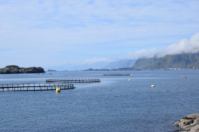 Sudden stop in the price of salmon in the summer heat