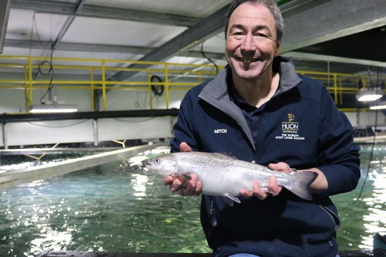 Biggest ever hatchery-grown salmon in the southern hemisphere are being transferred to sea