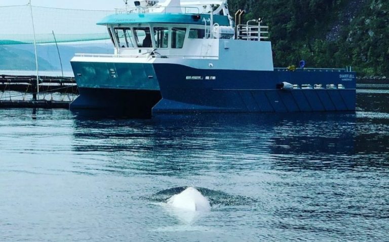 A frequent visitor to salmon farms, Hvaldimir the Russian spy whale is found dead