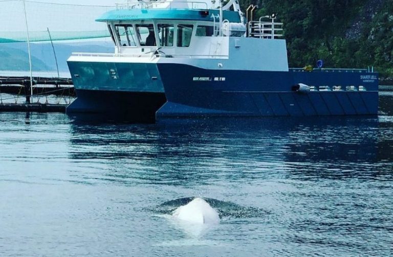 “Russian Spy Whale” spotted near Cermaq salmon farm