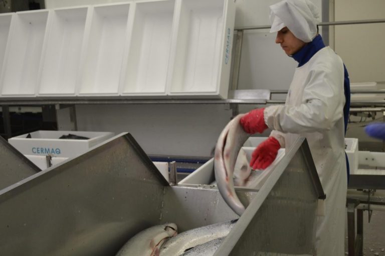Sharp fall in prices: “They are eating ice cream instead of salmon”