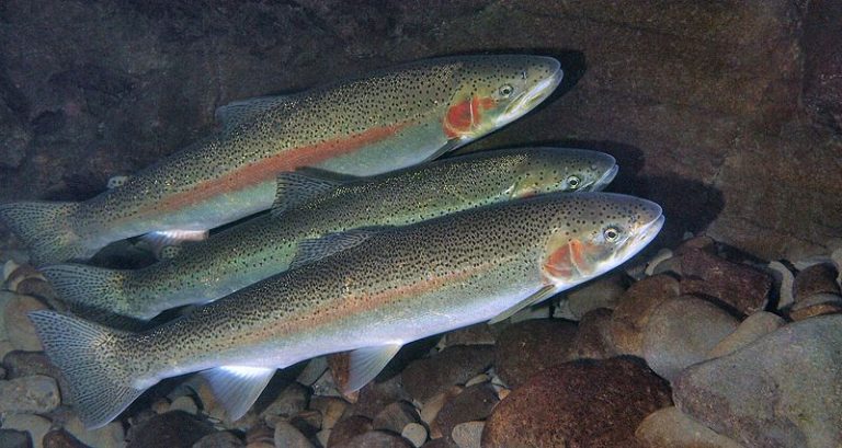 Cooke partner with We’koqma’q First Nation to sell and market steelhead trout