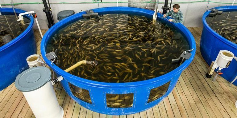Canadian food safety program will no longer issue certification for aquaponics sites after new chemical hazard risk