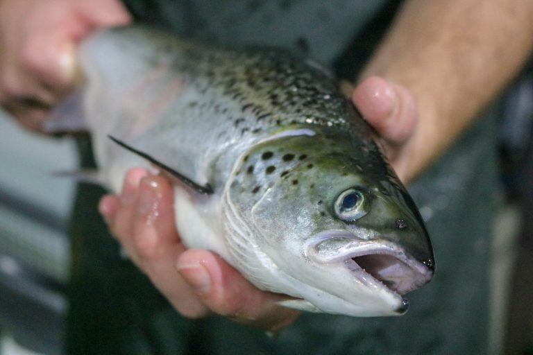 Pure Salmon Technology wins contract for Tasmanian RAS build