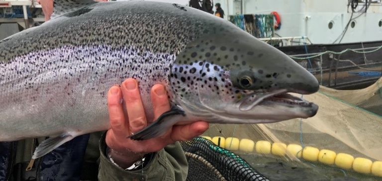 New rules for Cooke Aquaculture Puget Sound fish farms