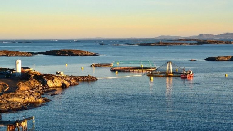 Closed cage salmon production in profit: Can it be a real alternative?