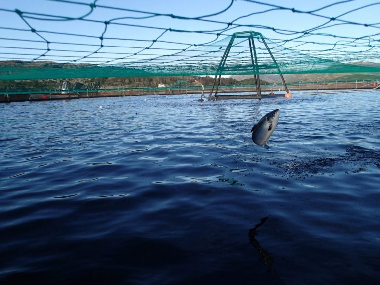 Salmon price’s upward trend continues