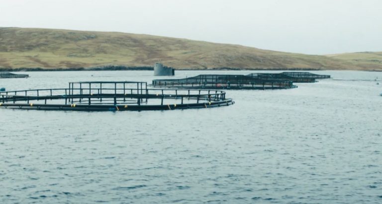 Cooke Aquaculture Scotland posts reduction in earnings