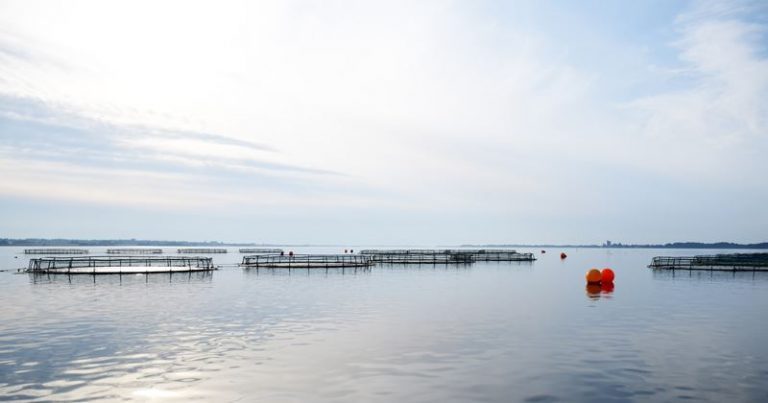 No more fish farms, announces Danish government