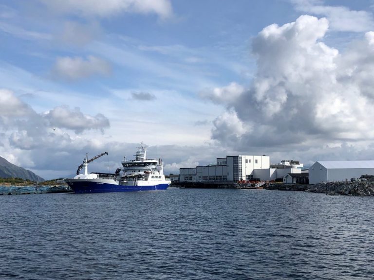 Salmon prices fall to new low