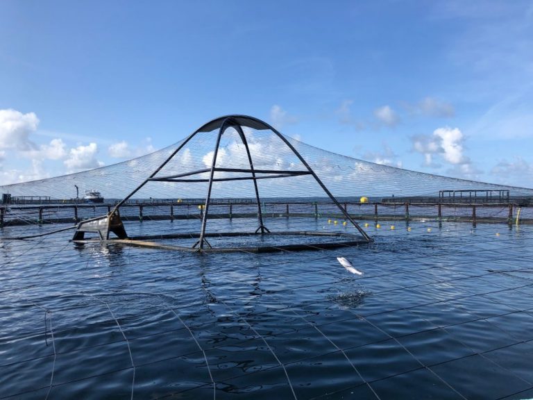 Shortage of heavy salmon fuels a ten percent price hike