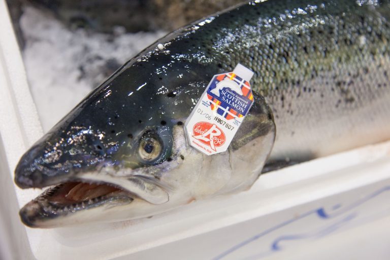 UK exported £400 million worth of Scottish salmon in H1 2019
