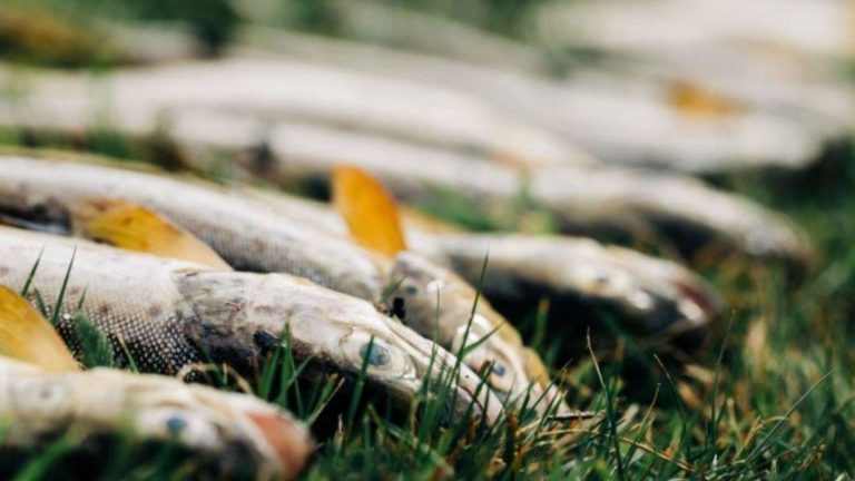 More than 6,000 wild trout and salmon killed in massive pollution incident