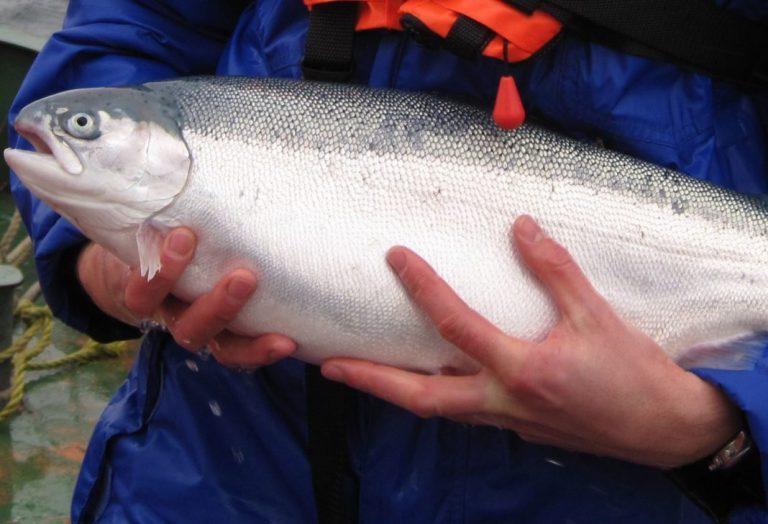 Hot summer reduced both size and volume of fish for Danish farmer