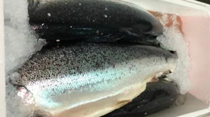 PHOTO: Singapore Food Agency