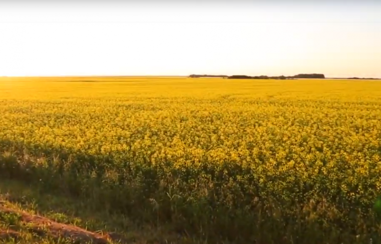 USDA deregulates Cargill’s proprietary canola for cultivation