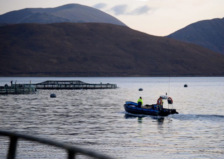 Scottish salmon exports increase by 25%