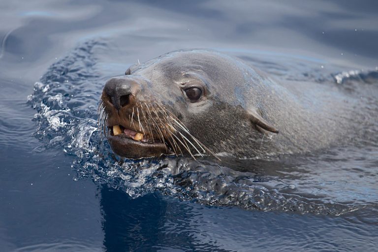 Scottish Government to implement seal hunting ban at salmon farms to save US exports
