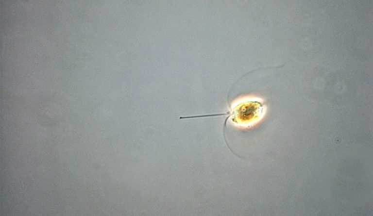 Early-warning system study to monitor plankton and algae numbers could be “real breakthrough”