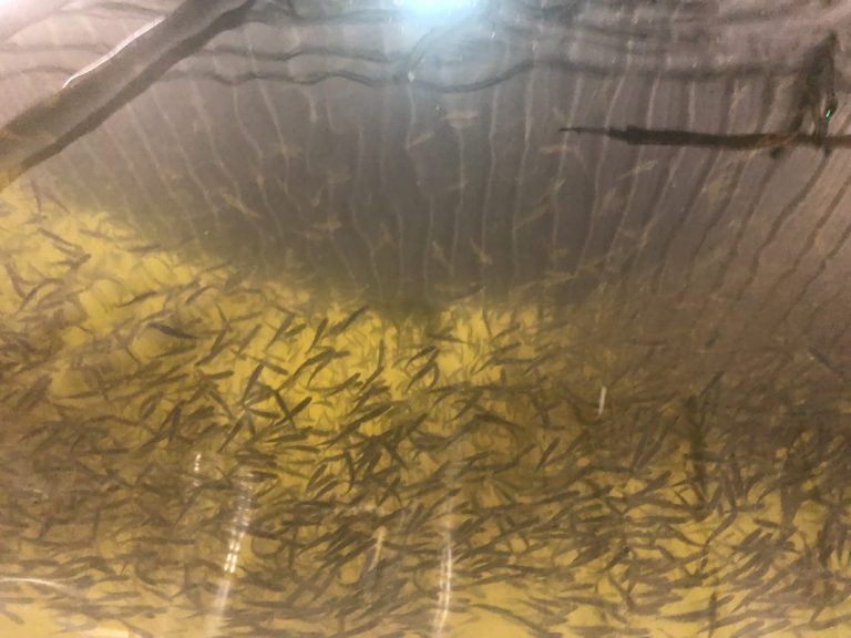 Grieg family involved in $120 million land-based salmon farming project in Japan
