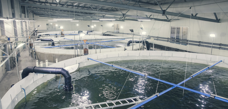 Salangfisk may have lost up to 800,000 smolt: “2019 will be a year we want to forget”
