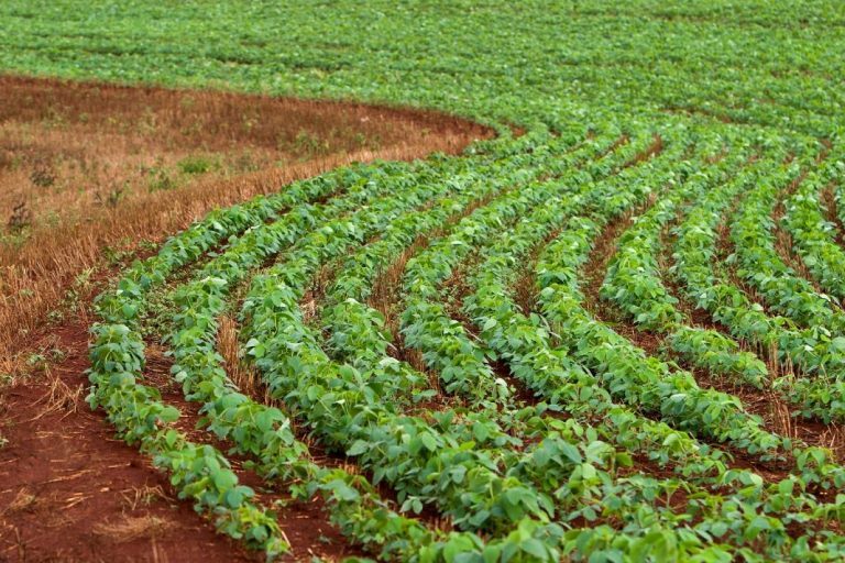 Brazillian soy: Taking ownership of a problem