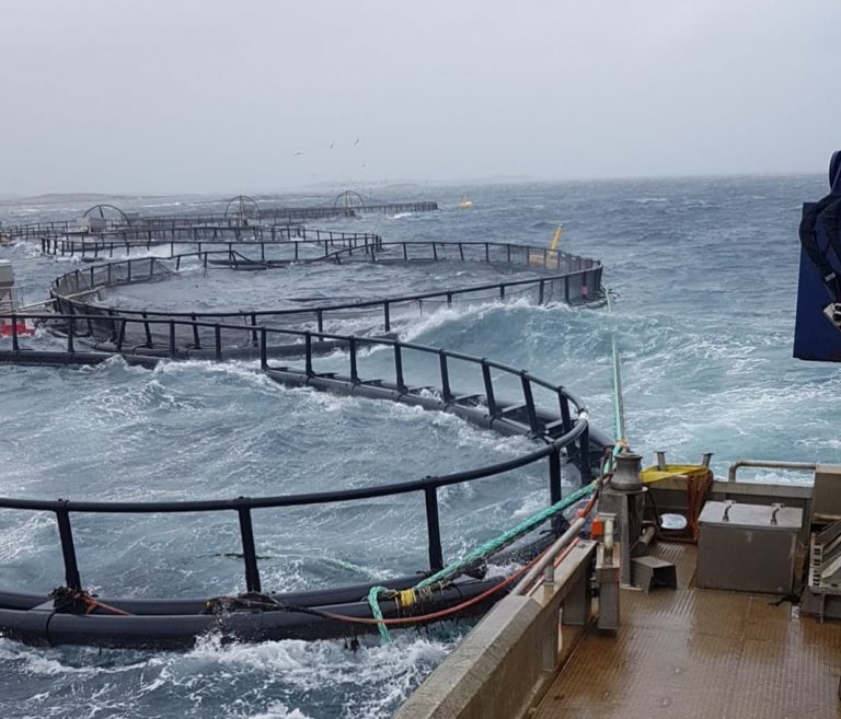 Storm hit Lovundlaks site resulted in significant number of mortalities