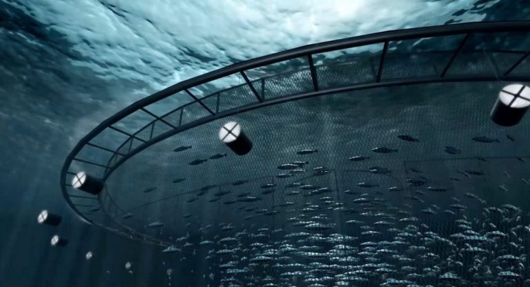 Start up Blue Lice: “So far, we have managed to reduce salmon lice attacks by ten per-cent”