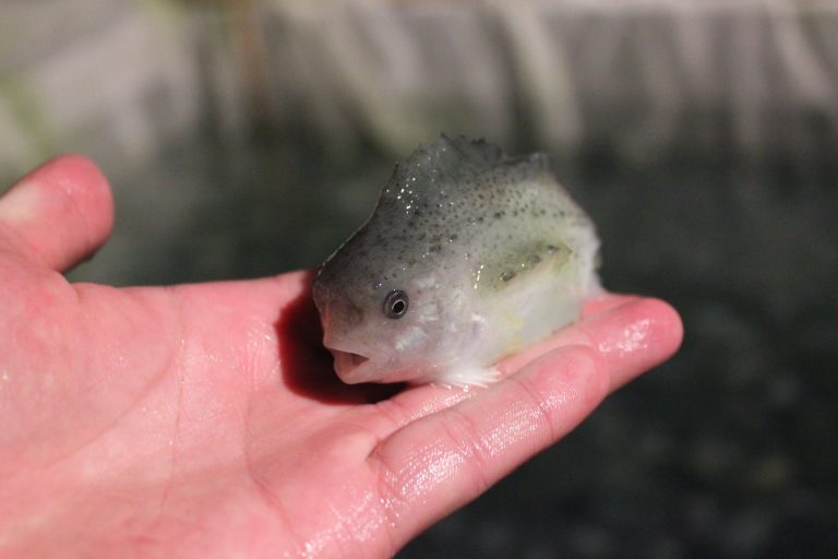Kvarøy on fighting sea lice by using lumpsuckers: “We’re just using our nature-given advantage”