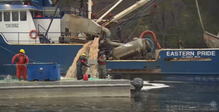 Mowi’s Northern Harvest flushes pink liquid out to sea after mass mortality