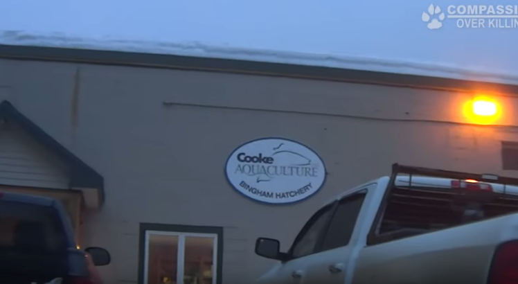 Maine State animal welfare investigators looking at Cooke salmon cruelty video