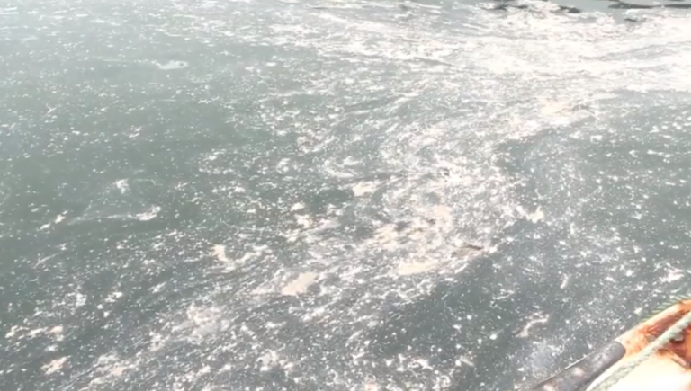 “No one believes the salmon laden pink water is harmless to the marine environment”