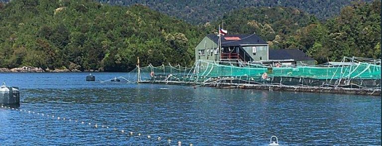 Chilean authorities report salmon escape