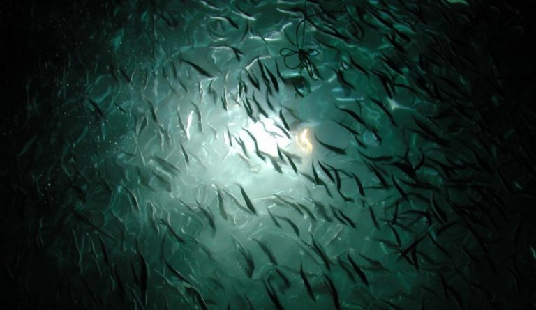 Institute of Marine Research report: No residues of illegal compounds, antibiotics or drugs found in Norwegian farmed salmon