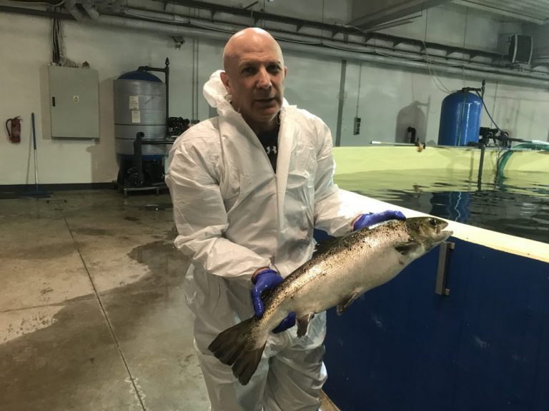 23 months from egg to harvest, this salmon has grown 200 miles from the sea