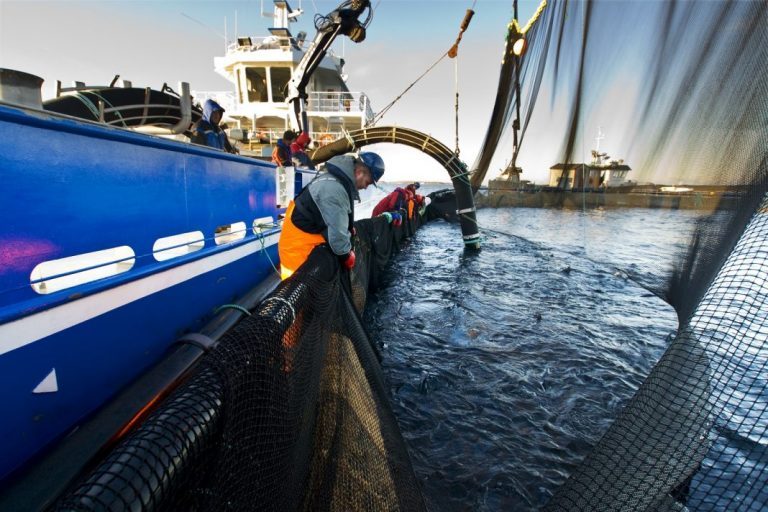 Price decline for the first December salmon
