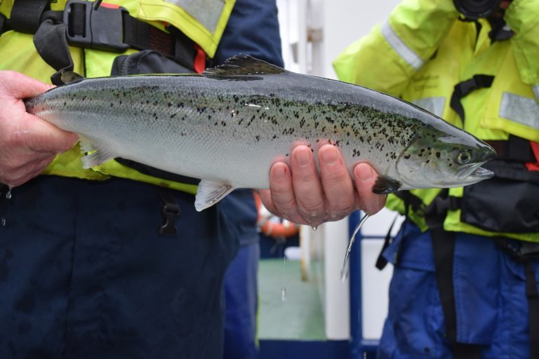 Scottish Aquaculture Innovation Centre developing oral vaccine to combat sea lice