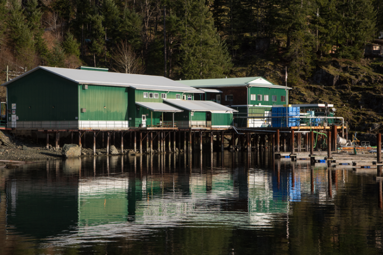 BC government to inspect salmon processing plant after new “blood water” video emerges