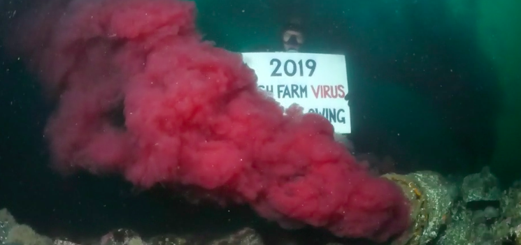 Activists post video of blood water flowing into river from salmon processor