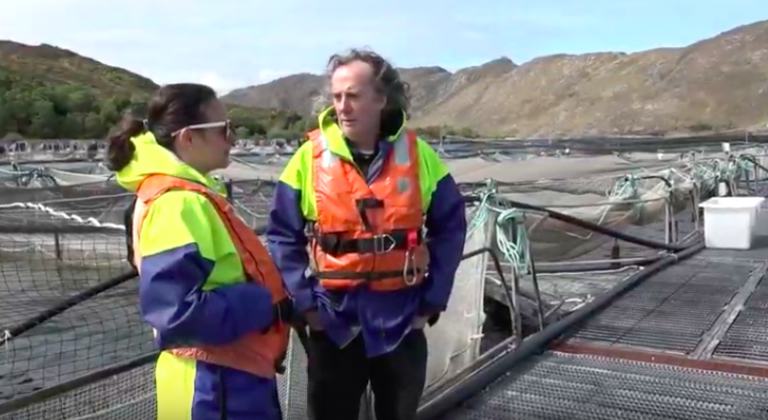 New study to look at viability and impact of microalgae and GM crops in salmon health