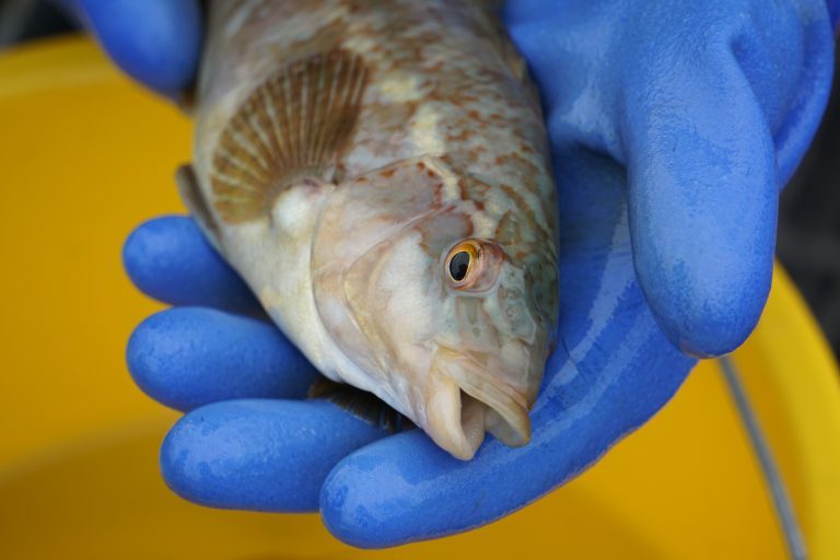 Scottish Salmon Producers Organisation publishes wild catch wrasse data