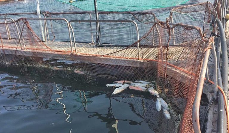 Nissui-owned salmon farmer penalised for not reporting mass mortalities across three sites
