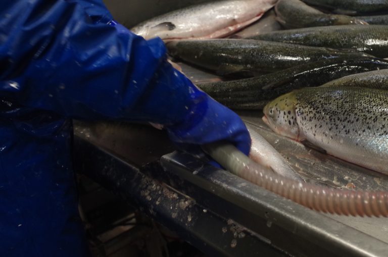 Brexit uncertainty on top on coronavirus still a concern for salmon processors