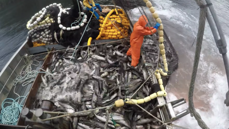 Alaskan fishermen losing $60 million a year since Putin’s embargo. However, Russian exports to US have grown 70%