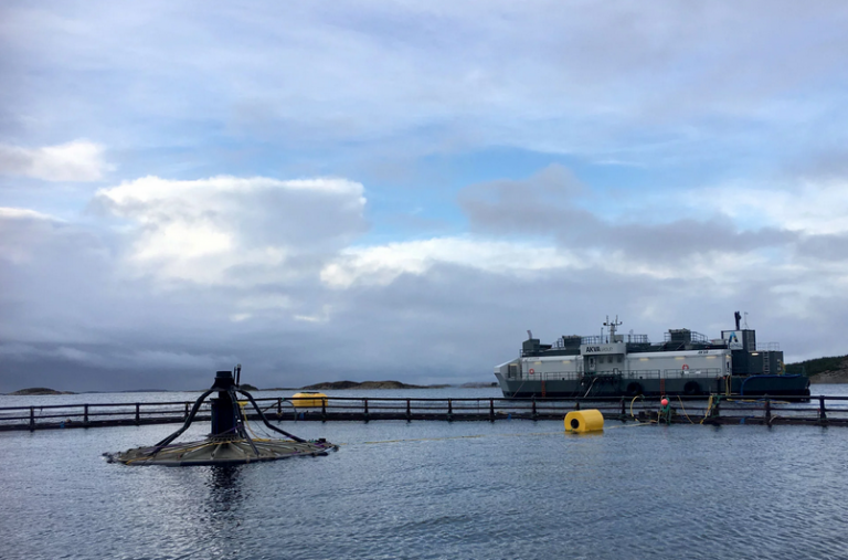 100,000 salmon released into Atlantis Subsea project