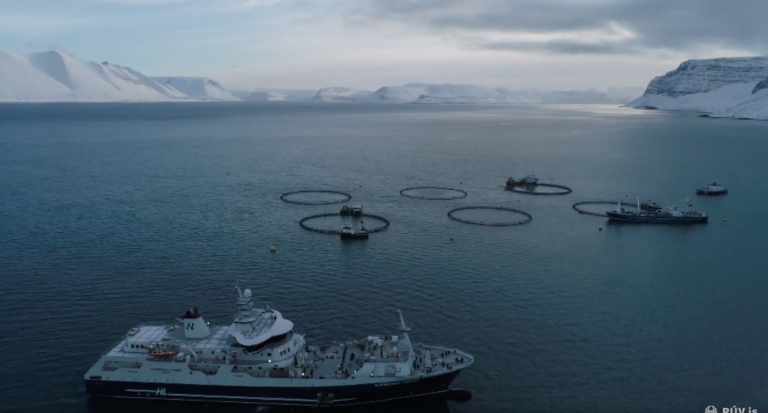 Salmon production in Iceland up by 35%